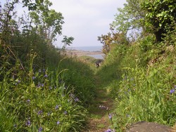 le gr34 longe la c�te de Saint jean du doigt� plougasnou en passant devant notre g�tes bretagne. portion particuli�rement riche pour la botanique au printemps.